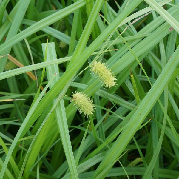 22531A Carex hystericina NGN A NP