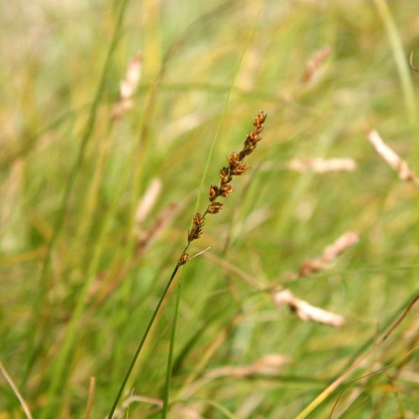 22549A Carex sartwellii NGN A NP
