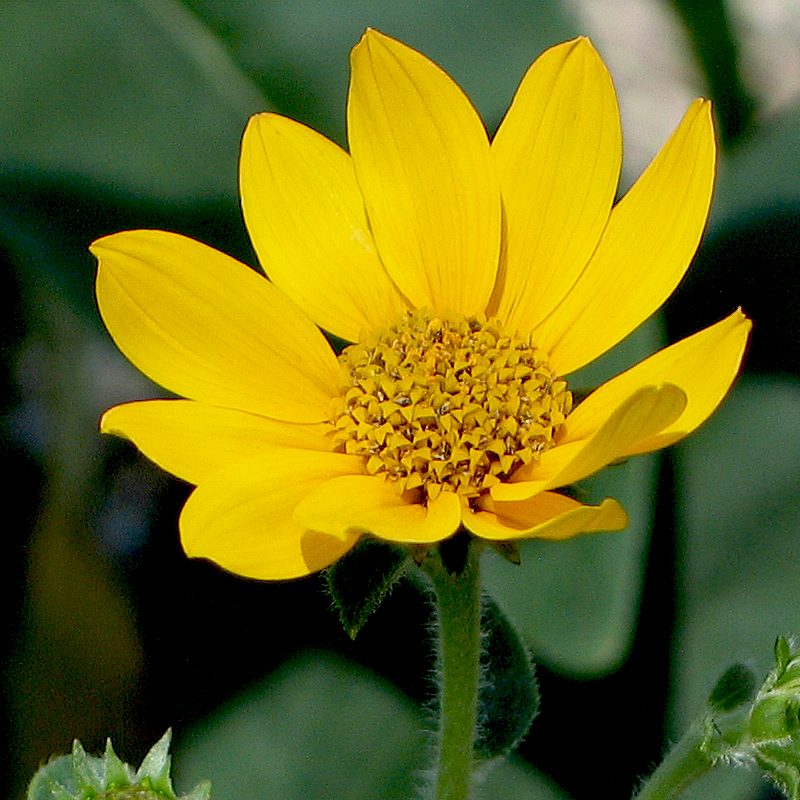 22593A Heliopsis occidentalis NGN A NP
