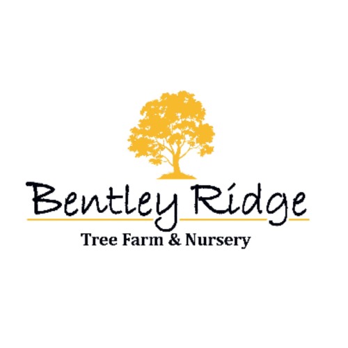 Bentley Ridge 2