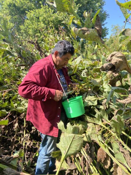 Manuel Seed Collecting Silphium perfoliatum